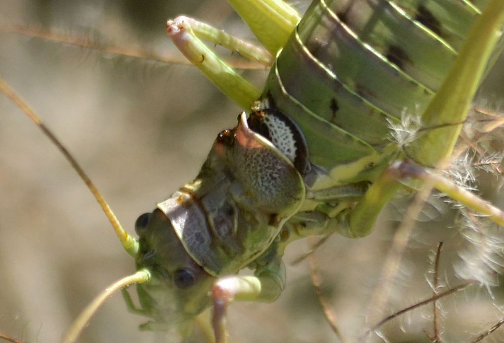 Bradyporidae:  Ephippiger discoidalis, femmina parassitata